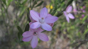 Eriostemon australasius flowers