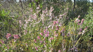 Eriostemon australasius flowers