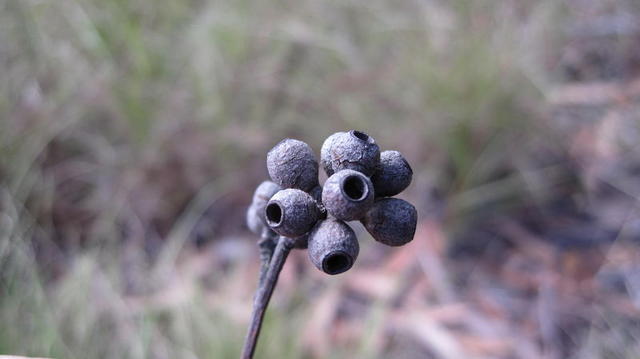 Eucalyptus piperita fruit