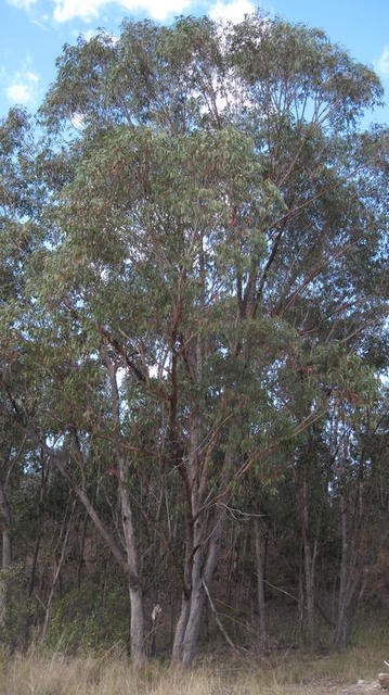 Eucalyptus piperita tree shape