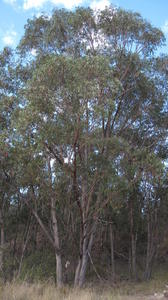 Eucalyptus piperita tree shape