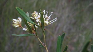 Grevillia linearifolia pure white flower 