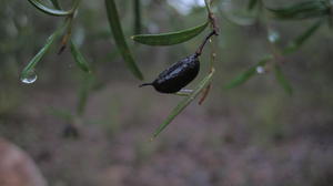 Grevillea linearifolia fruit capsule