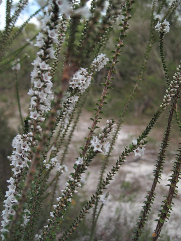 Epacris microphylla flowers