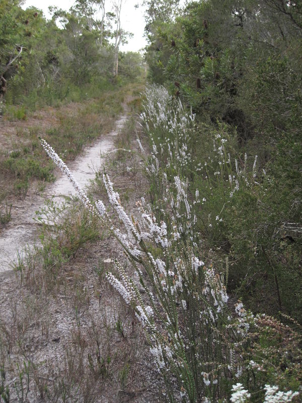 Epacris microphylla massed display