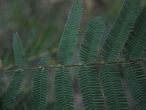 Acacia parramattensis glands