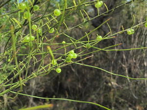 Leptomeria acida fruit