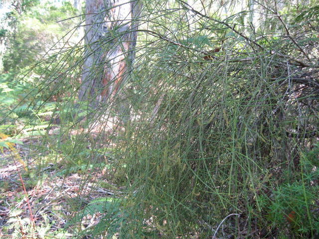 Leptomeria acida habit plant shape