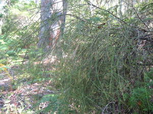 Leptomeria acida habit plant shape