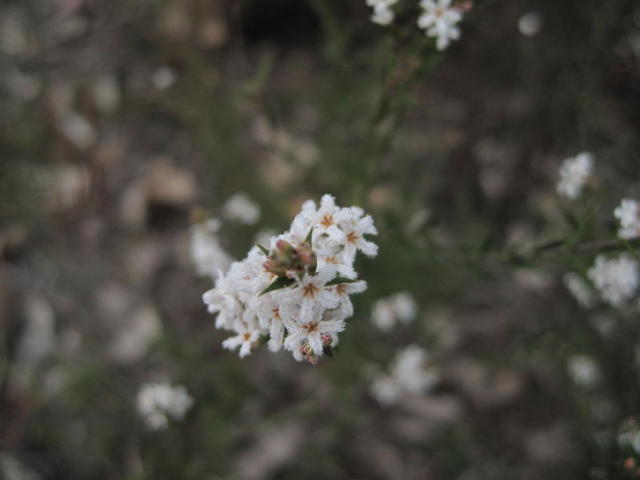 Leucopogon virgatus flowers