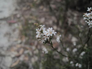 Leucopogon virgatus flowers