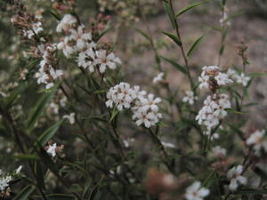 Leucopogon virgatus flowers