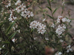 Leucopogon virgatus flowers