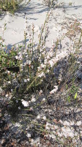 Leucopogon virgatus plant shape