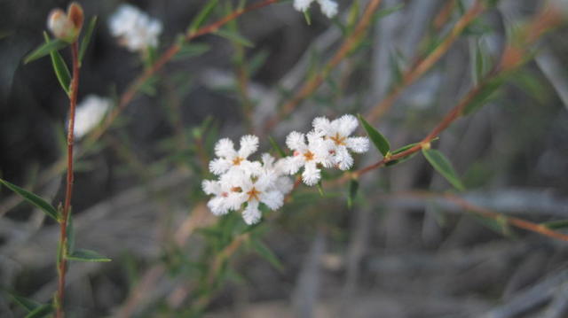 Leucopogon virgatus flowers