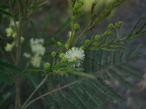 Acacia parramattensis flowers