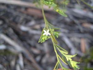 Olax stricta flower