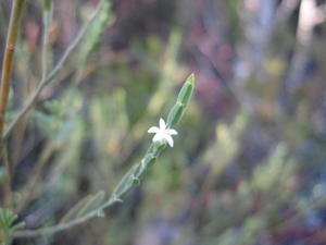 Olax stricta flower