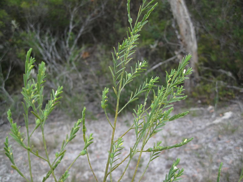 Olax stricta buds