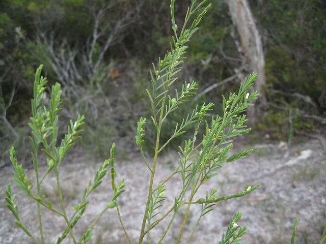 Olax stricta buds