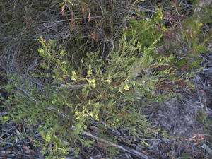 Olax stricta plant shape