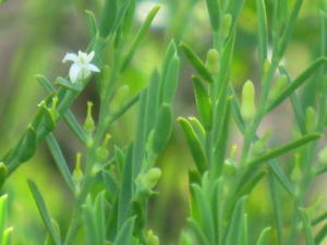 Olax stricta flowers and buds