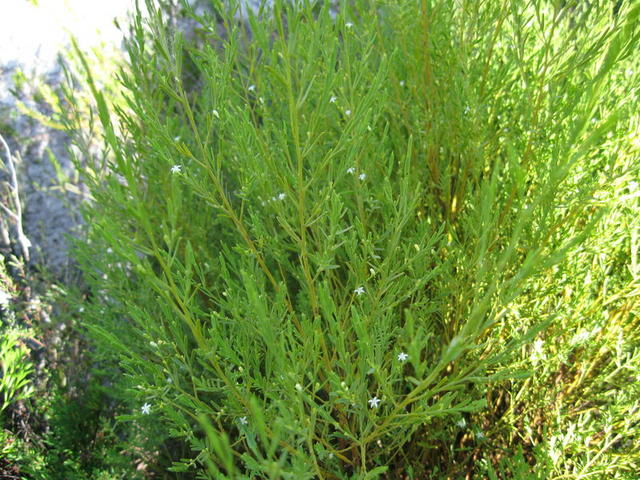 Olax stricta plant shape