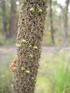 Xanthorrhoea  media seeds