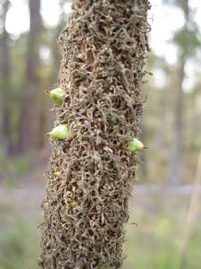 Xanthorrhoea  media seeds