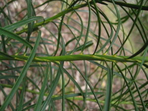 Macrozamia spiralis twisting leaf