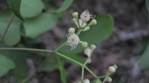 Acmena smithii flowers