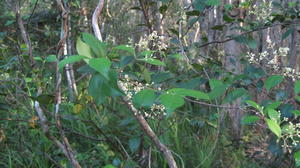 Acmena smithii flowers