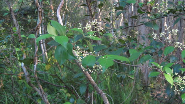 Acmena smithii flowers