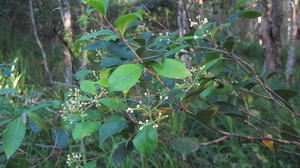 Acmena smithii buds