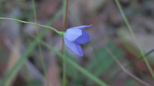 Wahlenbergia communis flower