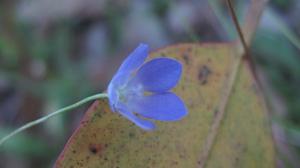 Wahlenbergia communis flower