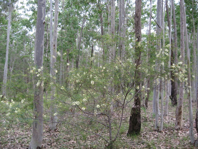 Acacia terminalis habit