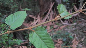 Cissus antarctica leaves