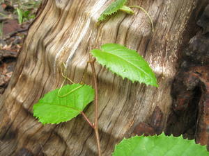 Cissus antarctica leaves