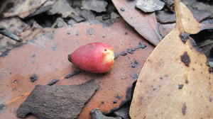 Muellerina eucalyptoides ripe fruit