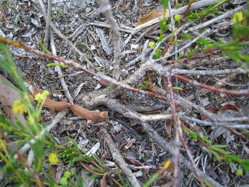 Acacia baueri dried pod and branch