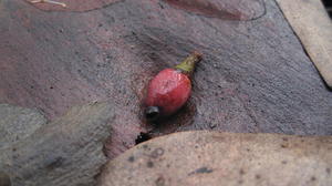 Muellerina eucalyptoides ripe fruit