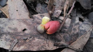 Muellerina eucalyptoides sticky exudate from fruit
