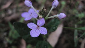 Pseuderanthemum variabile buds