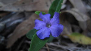 Brunoniella pumilio flower