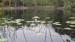 Nymphaea gigantea habitat