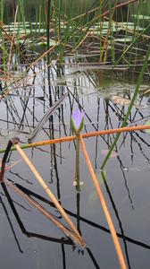 Nymphaea gigantea bud