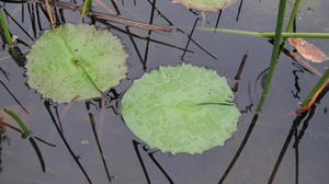 Nymphaea gigantea leaf