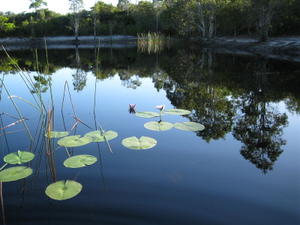 Nymphaea gigantea flowers