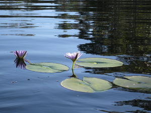 Nymphaea gigantea flowers